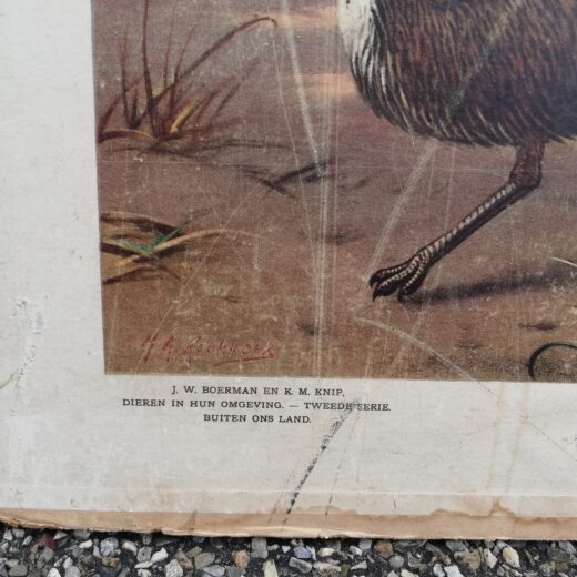Schoolplaat Uit de Australische dierenwereld