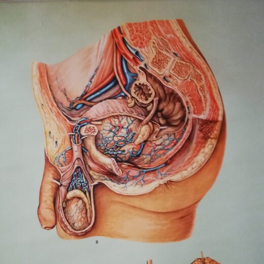 Schoolplaat The human body