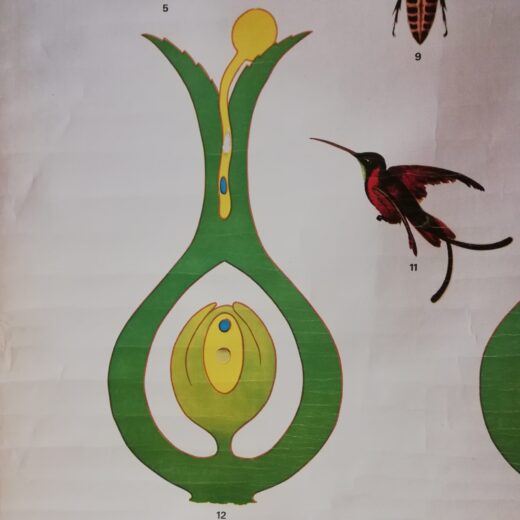 Schoolplaat Pollination and fertilization