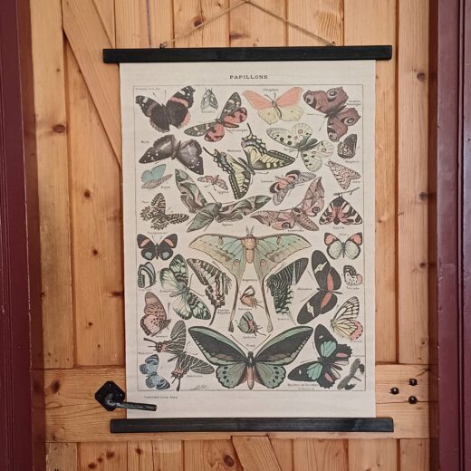 Wandkaart vlinders