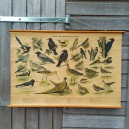 Schoolplaat Bos- en weidevogels