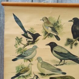 Schoolplaat Bos- en weidevogels