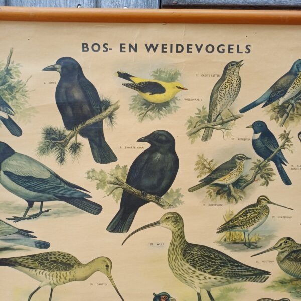 Schoolplaat Bos- en weidevogels