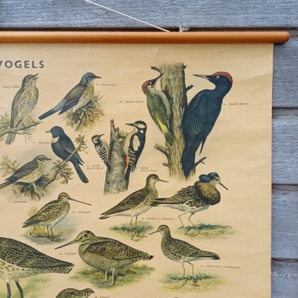 Schoolplaat Bos- en weidevogels