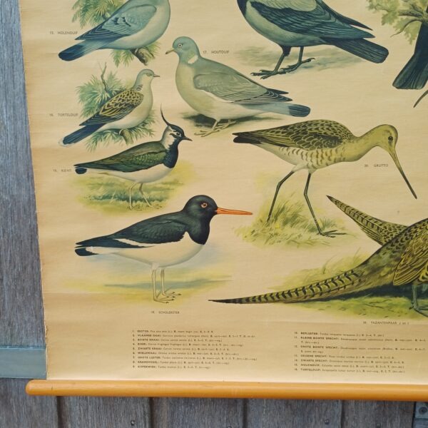 Schoolplaat Bos- en weidevogels