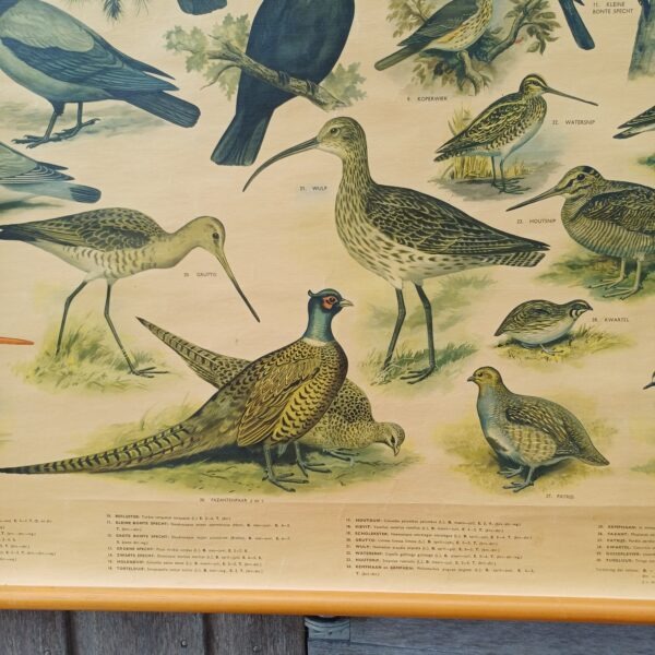 Schoolplaat Bos- en weidevogels
