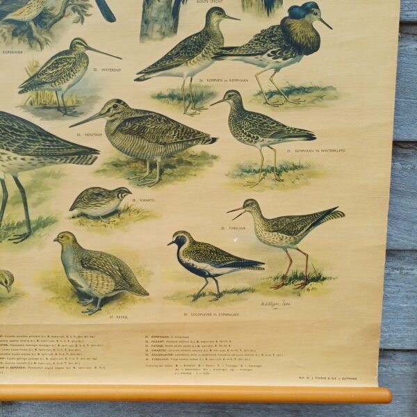 Schoolplaat Bos- en weidevogels