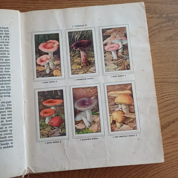 Verkade album Paddenstoelen
