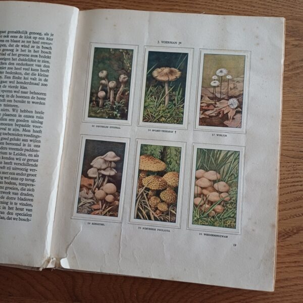 Verkade album Paddenstoelen